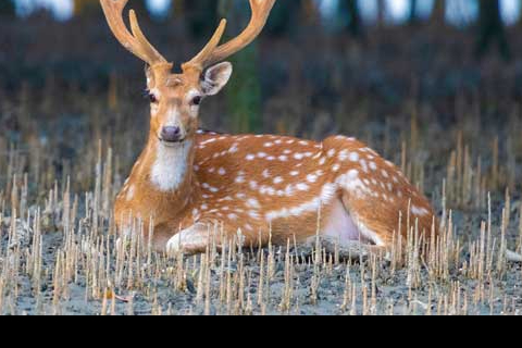 Statue of Liberty & Ellis Island: Ticket Options with Ferry